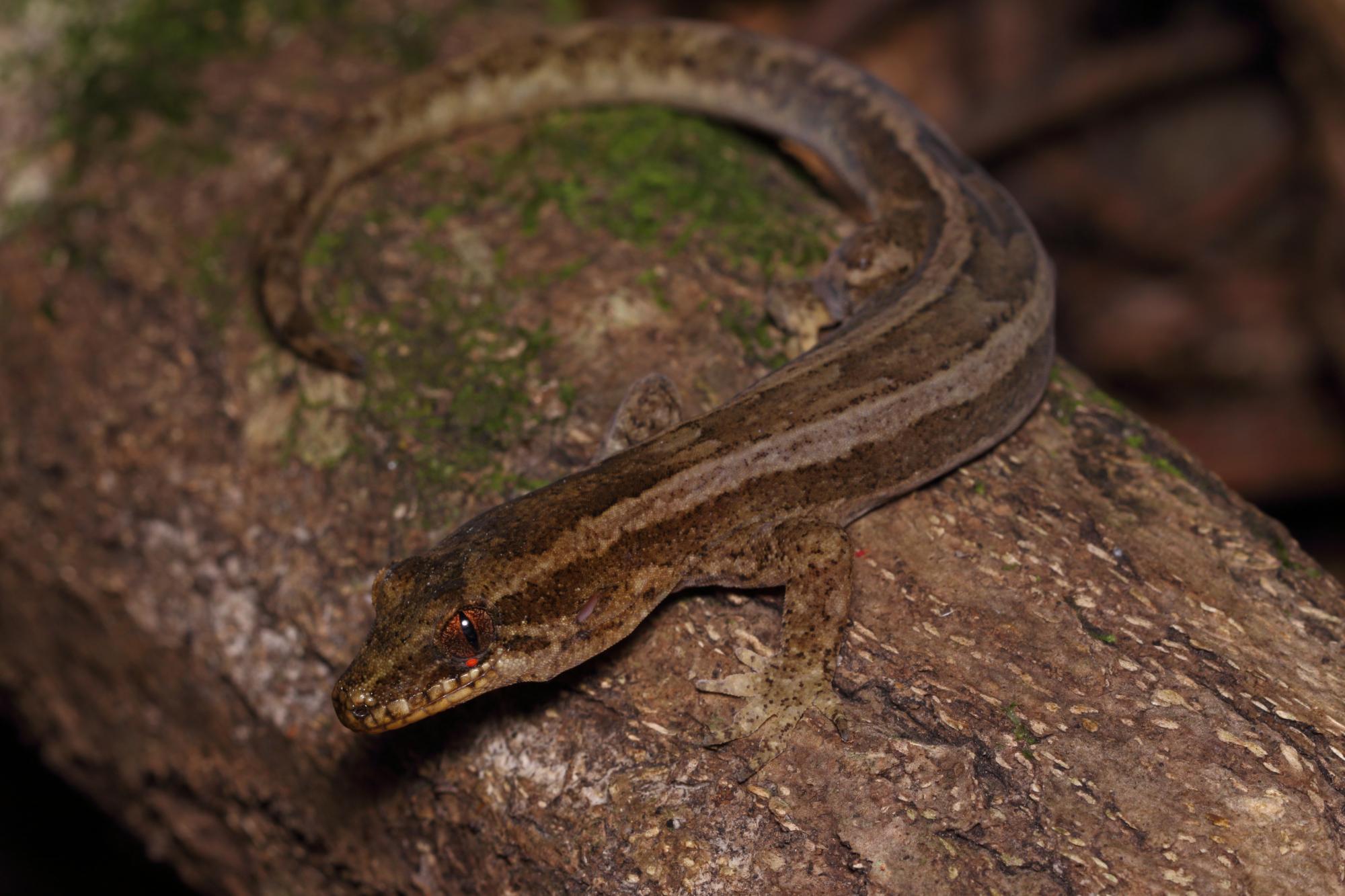 Dactylocnemis Pacificus | NZHS